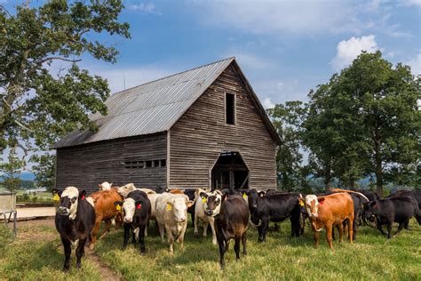 Cow barn - Five Steps to Designing the Ideal Transition Cow Barn – DAIReXNET. August 16, 2019 by dairy-cattle. Five Steps to Designing the Ideal Transition Cow Barn. Contents. 1 Introduction. 2 Where to Start? 3 …
